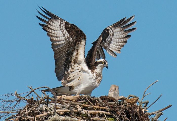 A Conversation with Author David Gessner: A Remarkable Return – The Story of the Osprey