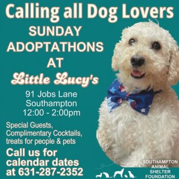 Little Lucy’s Summer Adoptathon