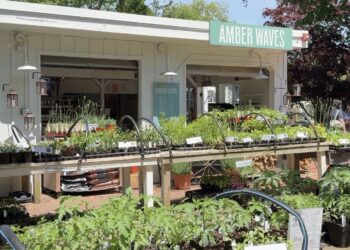Amber Waves Farm: Food, Farming, and Community