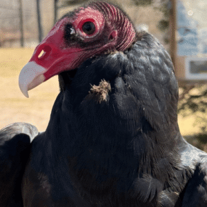 Lunch with the Birds at Evelyn Alexander Wildlife Rescue Center
