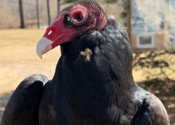 Lunch with the Birds at Evelyn Alexander Wildlife Rescue Center