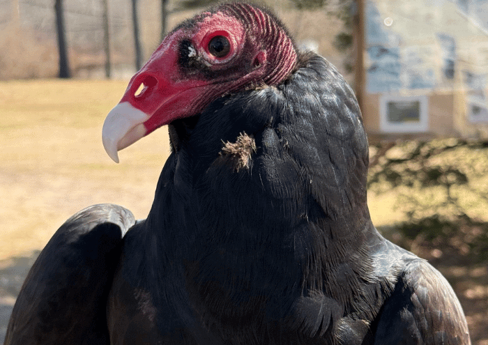 Lunch with the Birds at Evelyn Alexander Wildlife Rescue Center