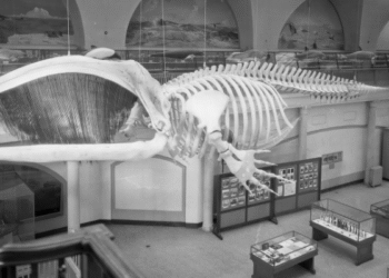 East Hampton Historical Society to Host Bringing the ‘Monster’ to Manhattan