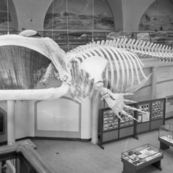 East Hampton Historical Society to Host Bringing the ‘Monster’ to Manhattan
