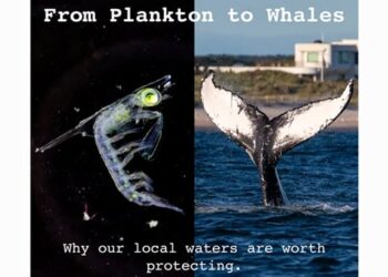 From Plankton to Whales: Why our Local Waters are Worth Protecting