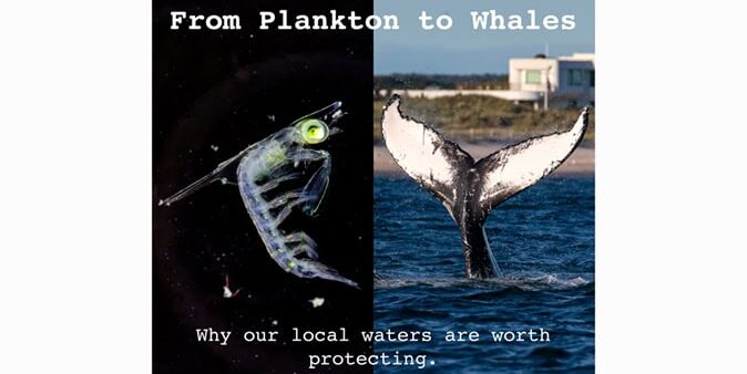 From Plankton to Whales: Why our Local Waters are Worth Protecting