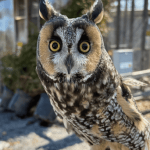 Evelyn Alexander Wildlife Rescue Center Invites Community to "Raptors in the Garden" at Landcraft Garden Foundation