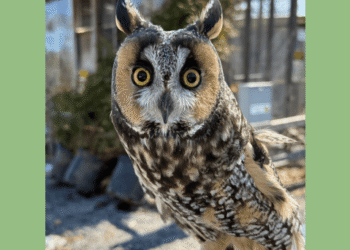 Evelyn Alexander Wildlife Rescue Center Invites Community to “Raptors in the Garden” at Landcraft Garden Foundation