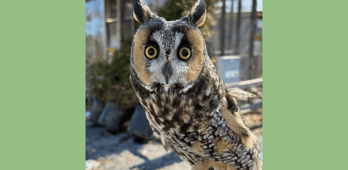 Evelyn Alexander Wildlife Rescue Center Invites Community to "Raptors in the Garden" at Landcraft Garden Foundation