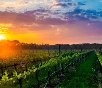 VIP Wine Blending Sessions with Anthony Sannino