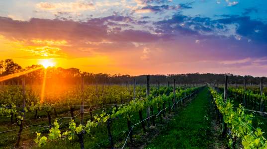 VIP Wine Blending Sessions with Anthony Sannino