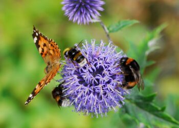 Pollinator Garden Tour: Southampton & Water Mill