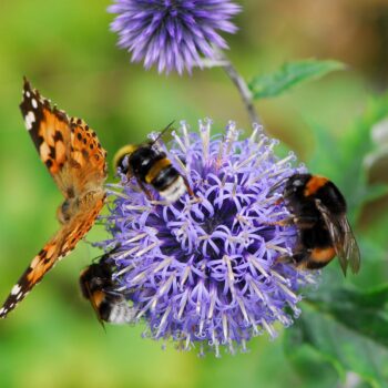 ReWild Summer Celebration: Garden Open House