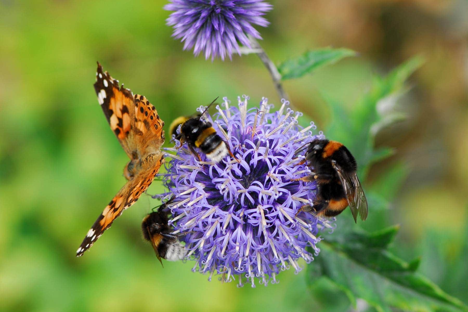 ReWild Summer Celebration: Garden Open House