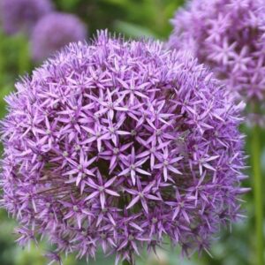 Your Insect Neighbors: Pollinators and Native Insects of Long Island