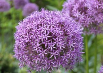 Garden Talk: Not The Usual Suspects – Getting Beyond Tulips, Daffodil & Allium Bulbs