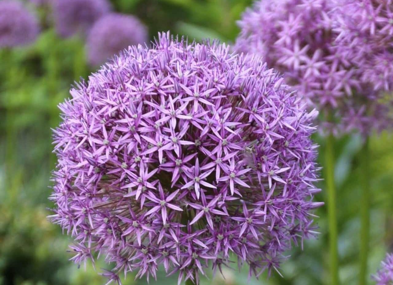 Your Insect Neighbors: Pollinators and Native Insects of Long Island