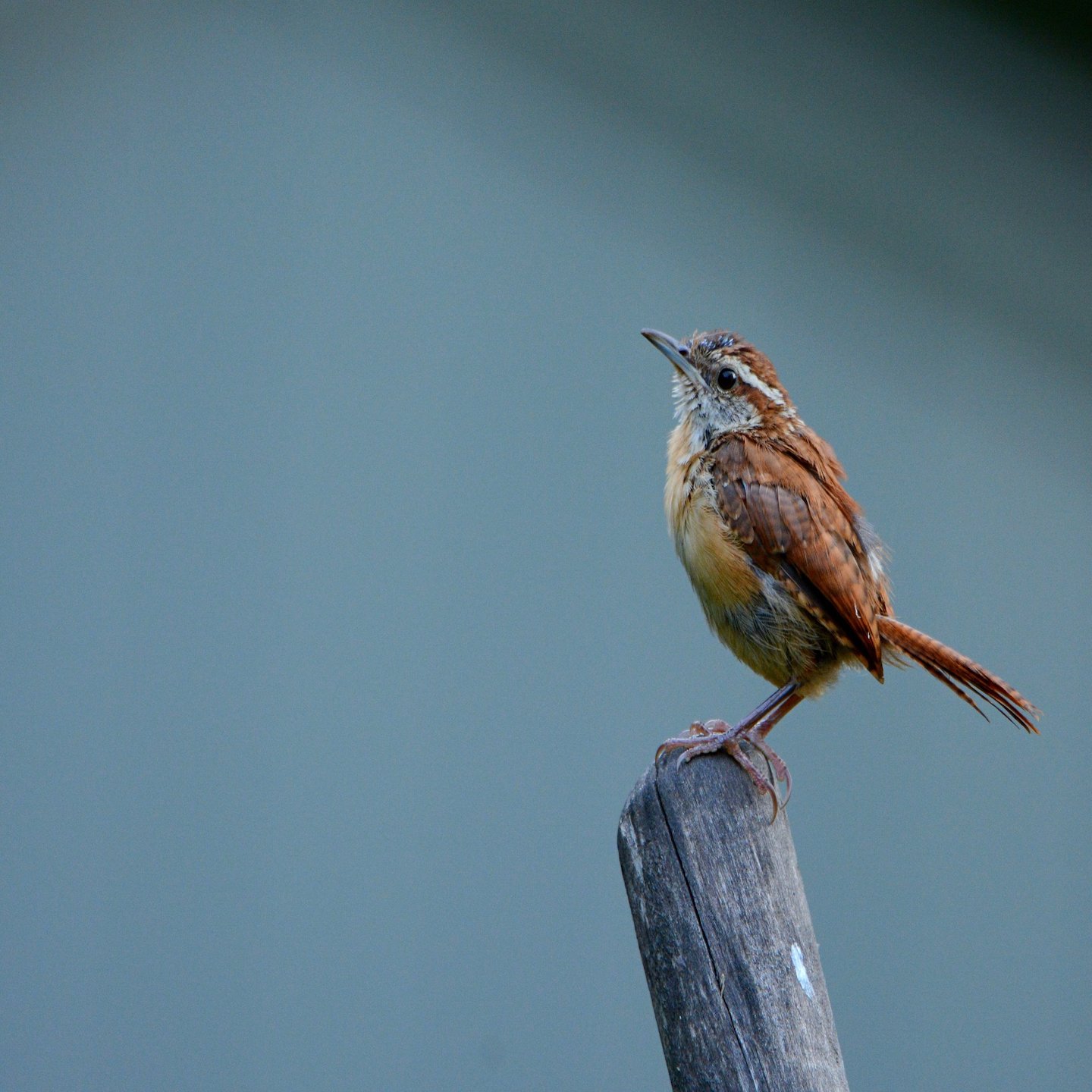 Bird Walk: Walking Dunes Trail