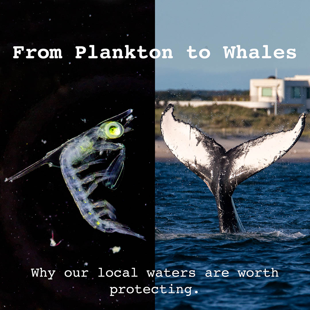 From Plankton to Whales- Why Our Local Waters Are Worth Protecting