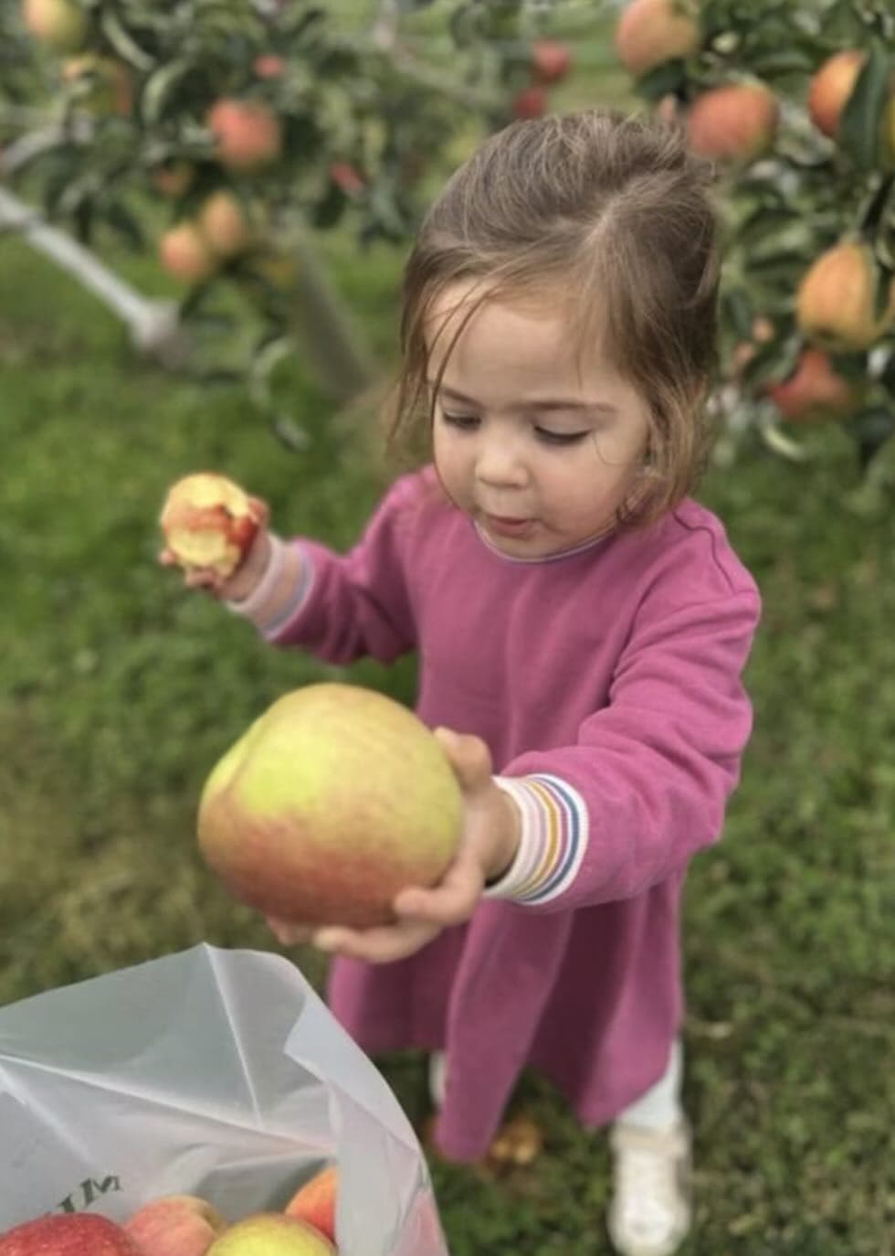 All Things Apples at CMEE