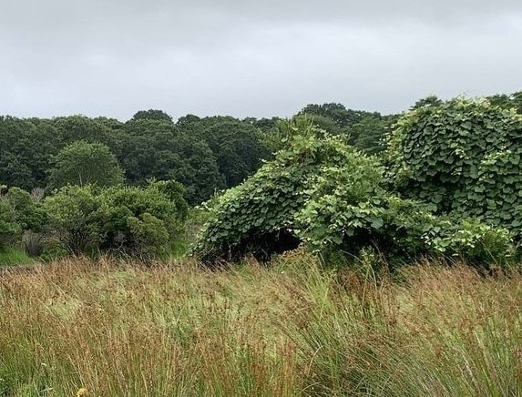 Easy Hike: Poxabogue County Park and Sagg Swamp